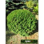 Buxus sempervirens - Bukszpan wieczniezielony Bonsai kula bryła 60-70cm
