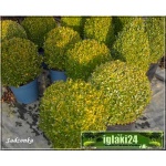 Buxus sempervirens - Bukszpan wieczniezielony Bonsai kula FOTO
