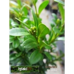 Buxus sempervirens - Bukszpan wieczniezielony C0,8 10-15cm