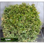Buxus sempervirens - Bukszpan wieczniezielony C2 20-30cm 