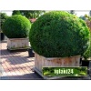 Buxus sempervirens - Bukszpan wieczniezielony Bonsai kula C5 10-20cm