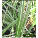 Calamagrostis acutiflora Avalanche - Trzcinnik ostrokwiatowy Avalanche - zielono białe, wys. 30-60 C2 xxxy