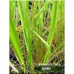 Calamagrostis acutiflora Overdam - Trzcinnik ostrokwiatowy Overdam - paskowany liść, wys 100/130, kw 6/8 C2 