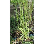 Calamagrostis acutiflora Overdam - Trzcinnik ostrokwiatowy Overdam - paskowany liść, wys 100/130, kw 6/8 C0,5
