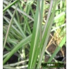 Calamagrostis acutiflora Avalanche - Trzcinnik ostrokwiatowy Avalanche - zielono białe, wys. 30-60 FOTO