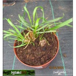 Calamagrostis brachytricha - Trzcinnik krótkowłosy - ozdobny kłos, gęste kępy, wys. 120, kw 9 FOTO