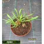 Calamagrostis brachytricha - Trzcinnik krótkowłosy - ozdobny kłos, gęste kępy, wys. 120, kw 9 FOTO