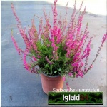 Calluna vulgaris - Wrzos pospolity - fioletowy kwiat FOTO 