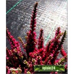 Calluna vulgaris - Wrzos pospolity - czerwony kwiat FOTO