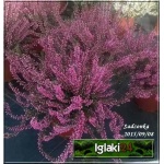 Calluna vulgaris - Wrzos pospolity - fioletowy kwiat FOTO 