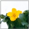 Caltha palustris Bright Yellow - Kaczeniec błotny Bright Yellow - żółty, wys. 30, kw 4/5 C0,5