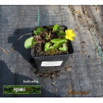 Caltha palustris - Kaczeniec błotny - żółty, wys. 25, kw 4/5 FOTO