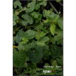 Caltha palustris - Kaczeniec błotny - żółty, wys. 25, kw 4/5 FOTO