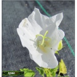Campanula carpatica Alba - Dzwonek karpacki Alba - biały, wys 30, kw 6/7 FOTO
