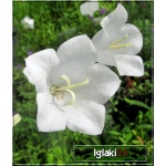 Campanula carpatica Alba - Dzwonek karpacki Alba - biały, wys 30, kw 6/7 FOTO