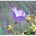 Campanula carpatica - Dzwonek karpacki - niebieski, wys 30, kw 6/7 FOTO