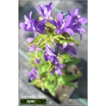 Campanula cochlearifolia Acaulis - Dzwonek drobny Acaulis - ciemno fioletowy, wys 25, kw 6/8 C0,5