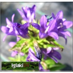 Campanula cochlearifolia Acaulis - Dzwonek drobny Acaulis - ciemno fioletowy, wys 25, kw 6/8 FOTO 