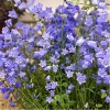 Campanula cochlearifolia Jingle Blue - Dzwonek drobny Jingle Blue - niebieskie, wys. 20, kw. 6/8 C1 xxxy