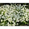Campanula cochlearifolia Jingle White - Dzwonek drobny Jingle White - białe, wys. 20, kw. 6/8 C1 xxxy
