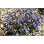 Campanula cochlearifolia Blue - Dzwonek drobny Blue - niebieski, wys 10, kw 6/8 FOTO 