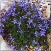 Campanula garganica - Dzwonek gargański - niebieski, wys 15, kw 6/8 C1 xxxy