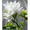 Campanula glomerata Alba - Dzwonek skupiony Alba - biały, wys 30, kw 6/8 C2 xxxy