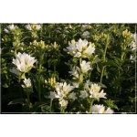 Campanula glomerata Alba - Dzwonek skupiony Alba - biały, wys 30, kw 6/8 FOTO