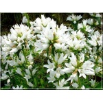 Campanula glomerata Alba - Dzwonek skupiony Alba - biały, wys 30, kw 6/8 C0,5