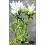 Campanula glomerata Alba - Dzwonek skupiony Alba - biały, wys 30, kw 6/8 FOTO