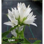 Campanula glomerata Alba - Dzwonek skupiony Alba - biały, wys 30, kw 6/8 C0,5