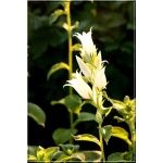 Campanula latifolia Alba – Dzwonek szerokolistny Alba - białe, wys 90, kw 6/8 FOTO