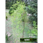 Caragana arborescens Walker - Karagana syberyjska Walker - żółte PA _100-120cm C5 _140-160cm