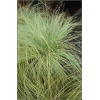 Carex comans Amazon Mist - Turzyca włosista Amazon Mist - szaro-niebiesko-zielone, wys. 30, kw.4/6 C0,5 xxxy