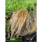 Carex comans Bronco - Turzyca włosista Bronco - brązowa, wys 30, kw 5/6 FOTO