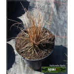 Carex Comans Bronze Form - Turzyca włosista Bronze Form - brązowy liść, wys. 30, kw 5/6 FOTO