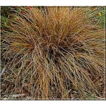 Carex Comans Bronze Form - Turzyca włosista Bronze Form - brązowy liść, wys. 30, kw 5/6 FOTO