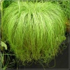 Carex comans Frosted Curls - Turzyca włosista Frosted Curls - wys. 30 C1,5
