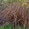 Carex flagellifera Bronzita - Turzyca biczowata Bronzita - brązowo-bordowe, wys. 30, kw. 7/8 FOTO zzzz