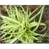Carex hachijoensis Evergold - Turzyca hachijońska Evergold - zielone, żółto-paskowany, wys 25, kw 6/7 FOTO