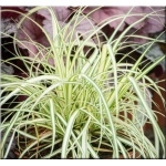 Carex hachijoensis Maxigold - Turzyca hachijońska Maxigold - kremowo-zielone, wys. 30, kw. 6 FOTO zzzz