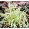 Carex hachijoensis Maxigold - Turzyca hachijońska Maxigold - kremowo-zielone, wys. 30, kw. 6 C0,5 zzzz xxxy