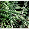 Carex morrowii Gold Band - Turzyca Morrowa Gold Band - zielone z żółtozłotymi brzegami, wys. 30, kw. 5/6 C0,5