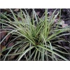 Carex morrowii Variegata - Turzyca Morrowa Variegata - białopaskowane liście, wys 35, kw 5/6 C5 xxxy
