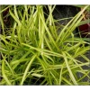 Carex muskingumensis Aureovariegata - Turzyca muskegońska Aureovariegata - palmowe kłosy paskowane, wys 60, kw 6/9 FOTO 