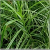 Carex muskingumensis Little Midge - Turzyca muskegońska Little Midge - jasnozielony liść, wys. 30 C0,5 xxxy