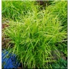 Carex muskingumensis Silberstreif - Turzyca muskegońska Silberstreif - zielono-paskowany liść, wys. 70, kw. 7/8 C0,5 xxxy zzzz