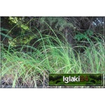 Carex nigra - Turzyca czarna - Turzyca pospolita - niebieskawozielony liść, wys. 30/40, kw. 5/6 C0,5