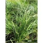 Carex nigra - Turzyca czarna - Turzyca pospolita - niebieskawozielony liść, wys. 30/40, kw. 5/6 C0,5