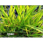 Carex pseudocyperus - Turzyca nibyciborowata - wys. 40-100, kw. 5/7 FOTO  